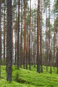 Dr. Fiona McAllister